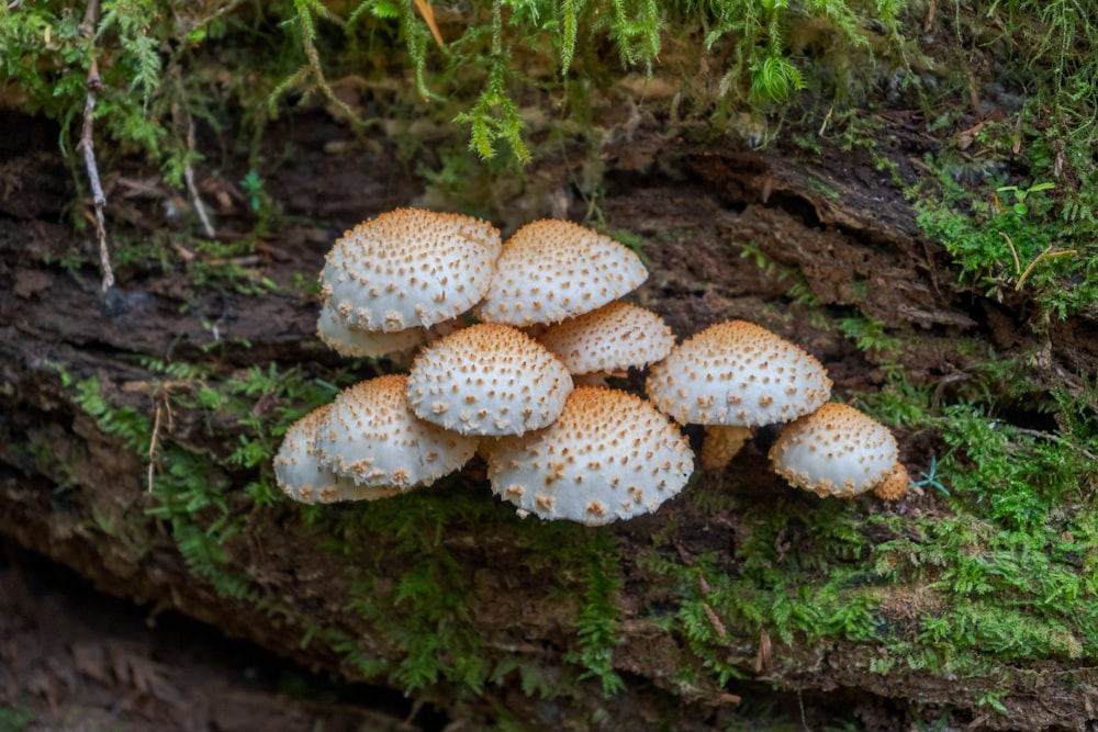 cogumelos brancos em solo marrom