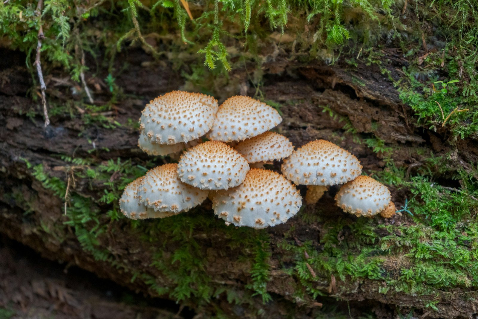 Small white mushrooms growing on a forest log, earthy and scientific in tone