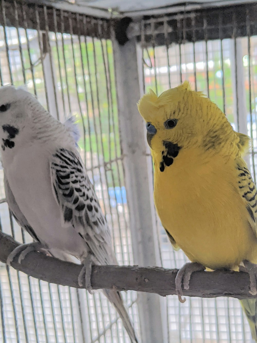 yellow and gray bird in cage