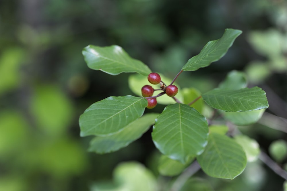 red round fruit on green leaf