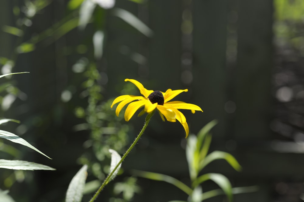 yellow flower in tilt shift lens