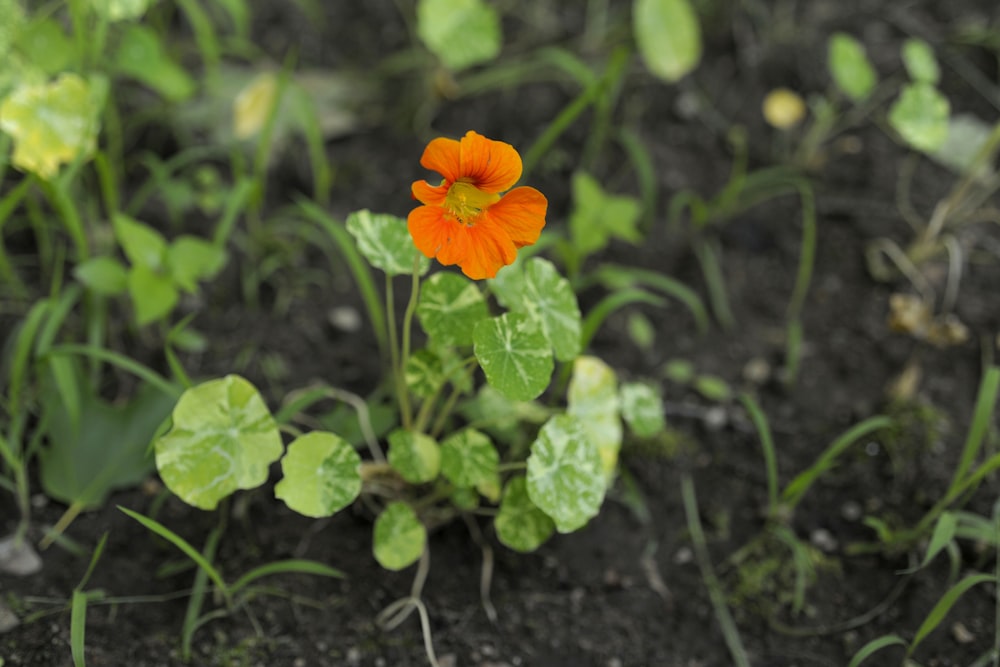 緑の葉を持つオレンジ色の花