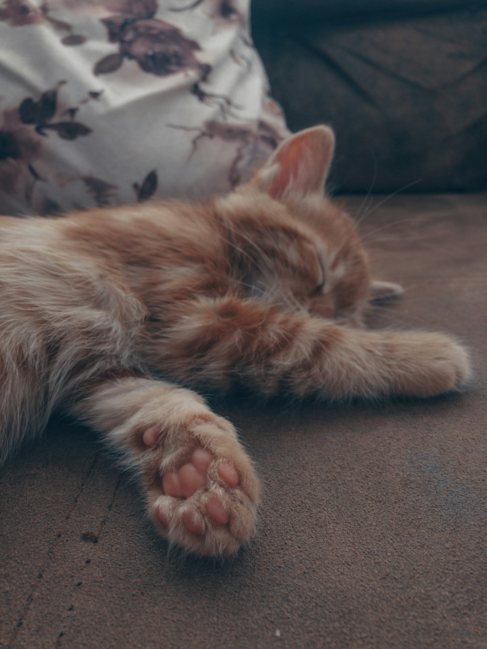 orange tabby cat lying on gray textile