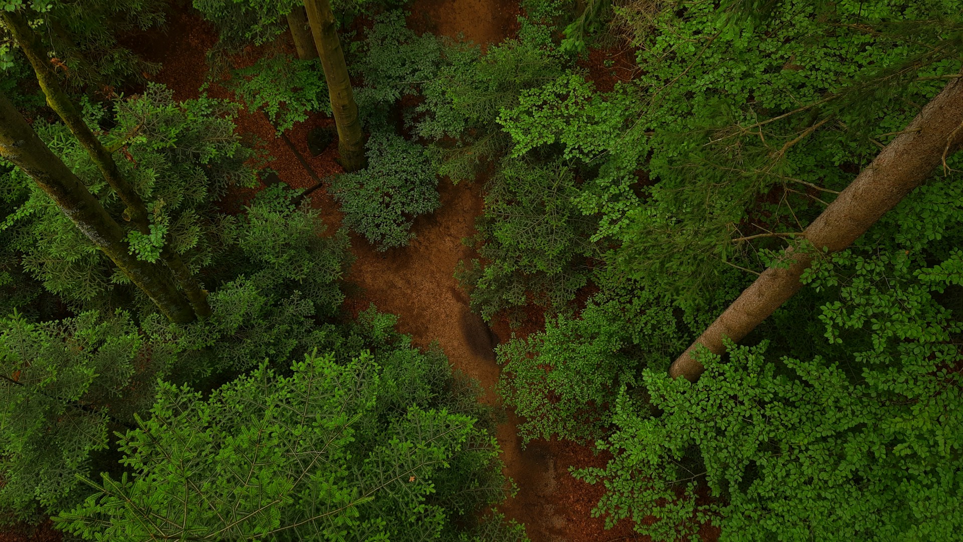 green and brown trees during daytime