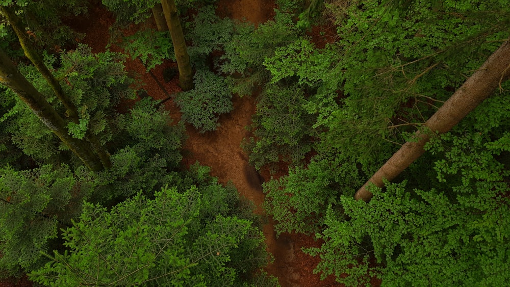 green and brown trees during daytime