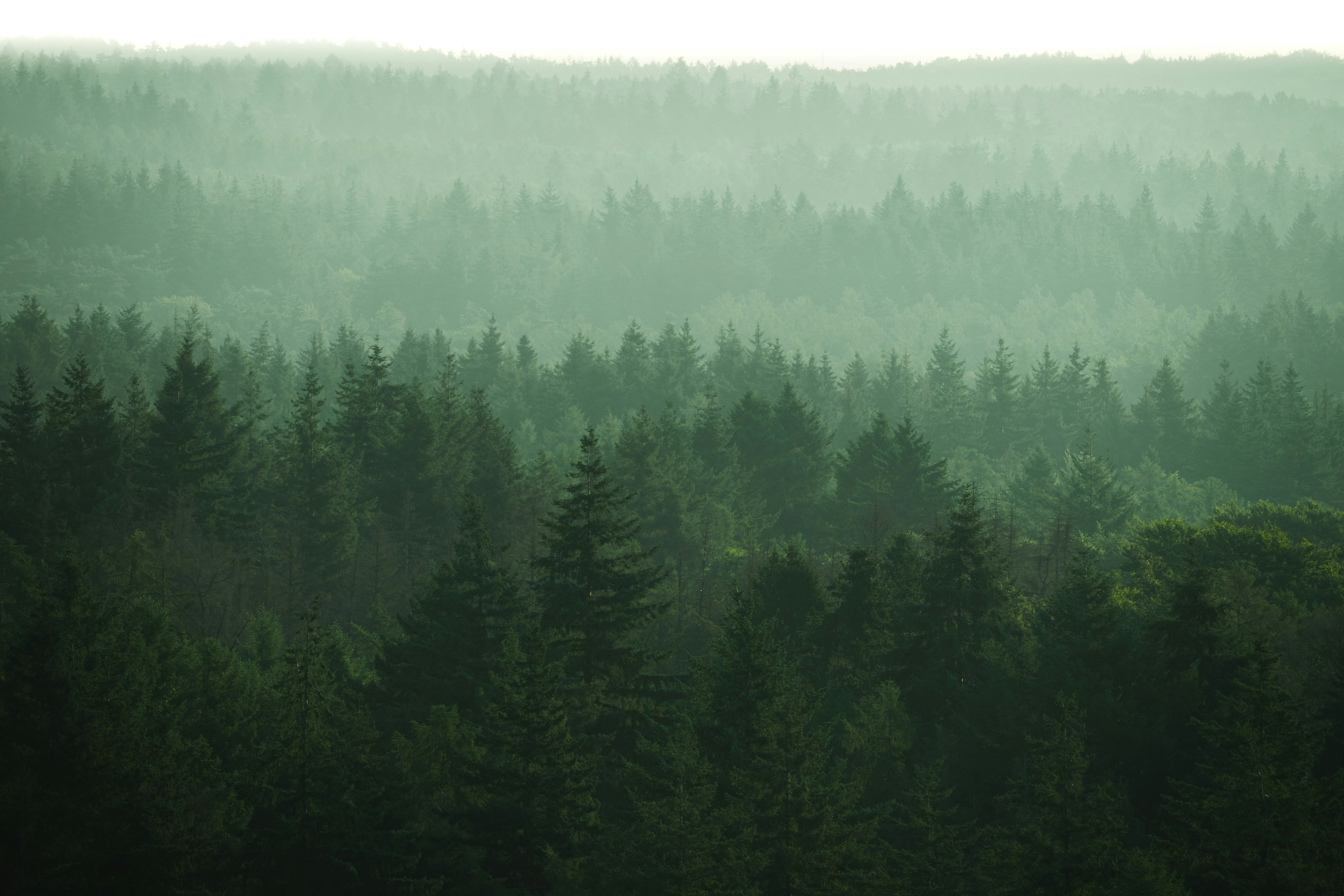 green trees under white sky during daytime