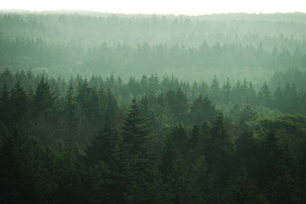 green trees under white sky during daytime