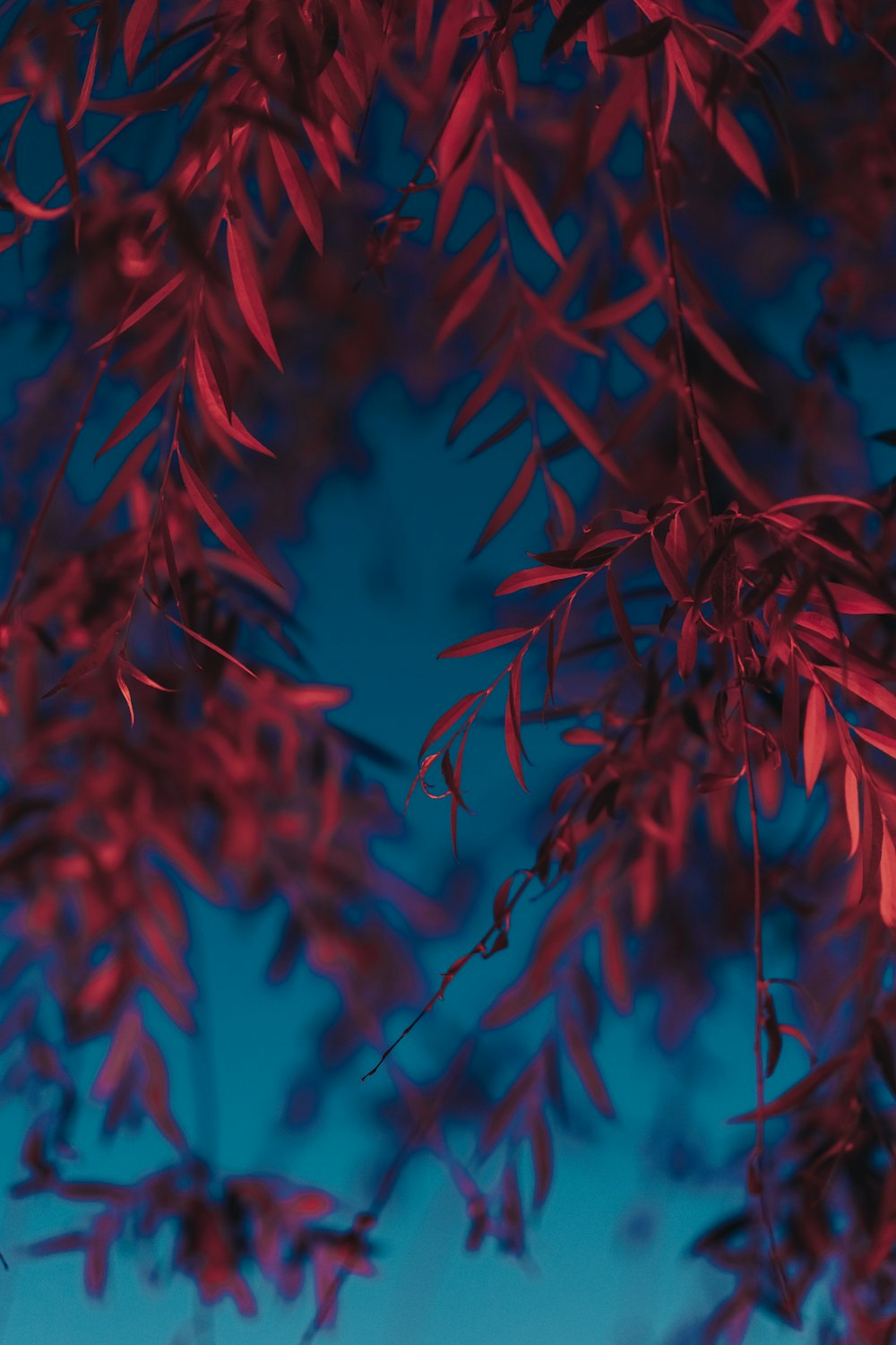 red leaves in close up photography