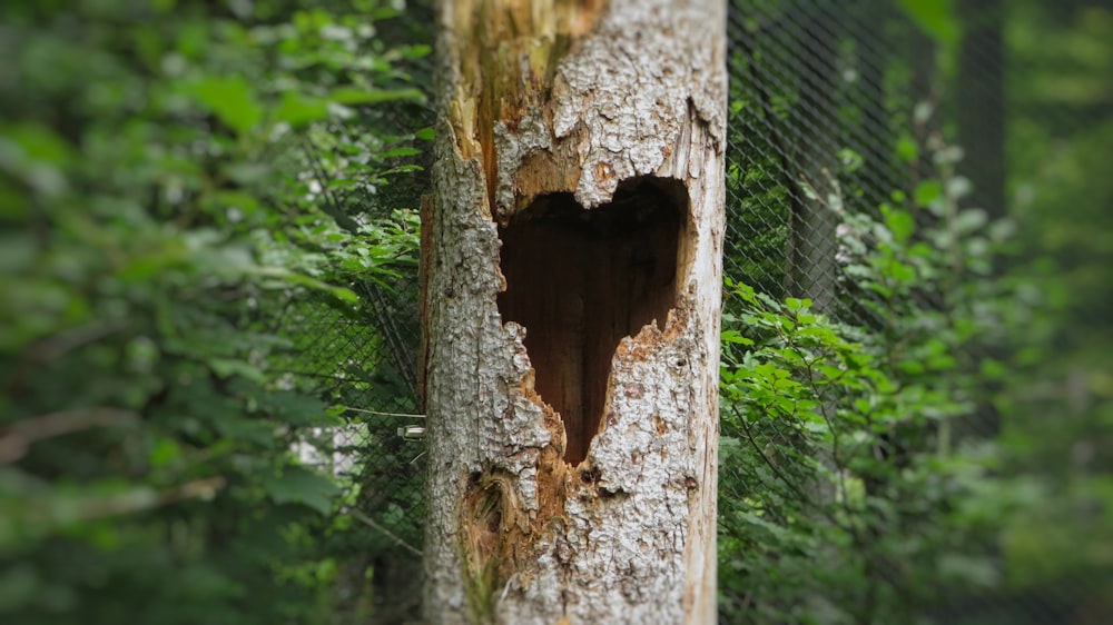 brown tree trunk with hole