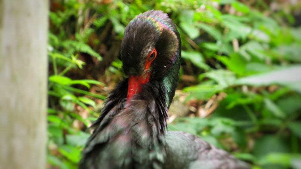 black and red bird on green grass