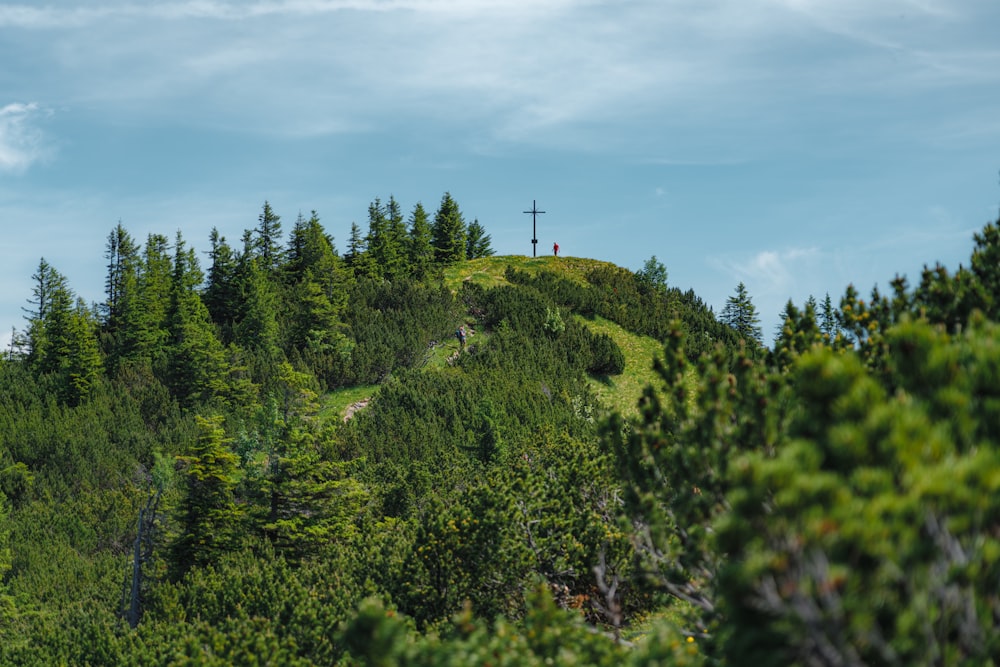 green trees under blue sky during daytime