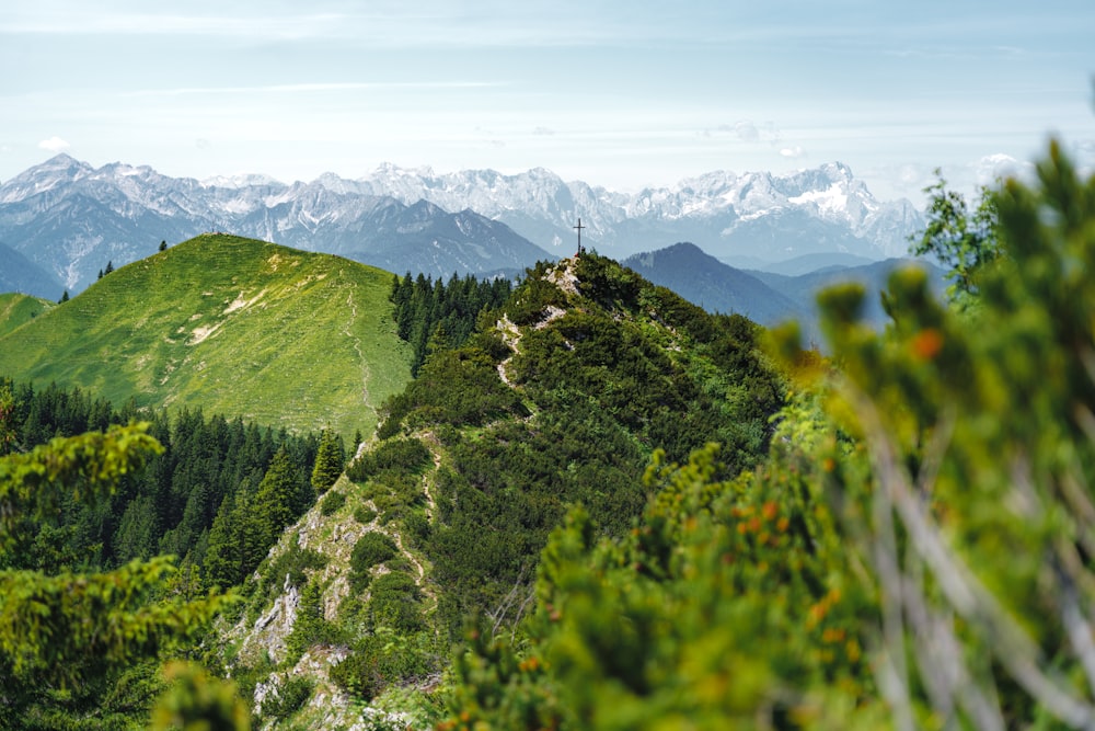 green trees on mountain during daytime