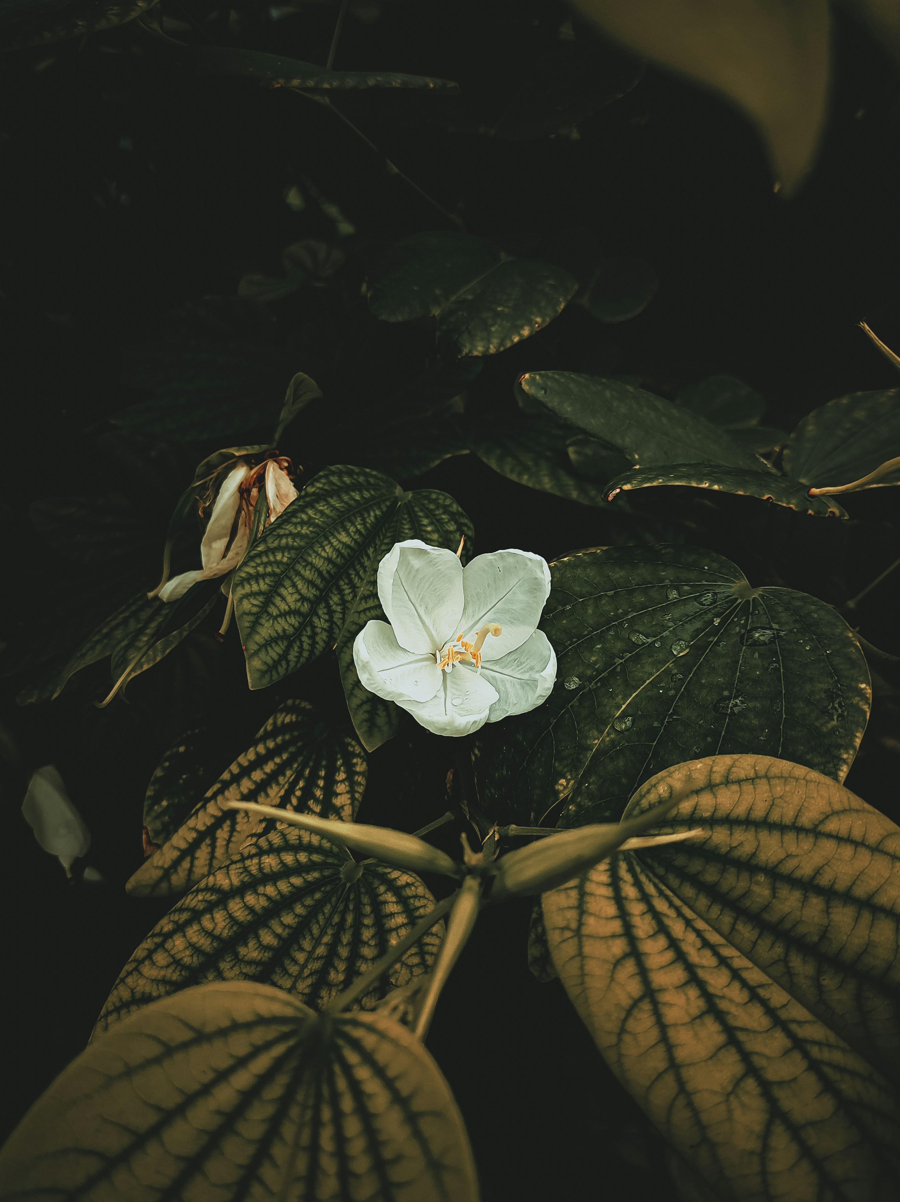 The Hidden Toxicology of Household Dust