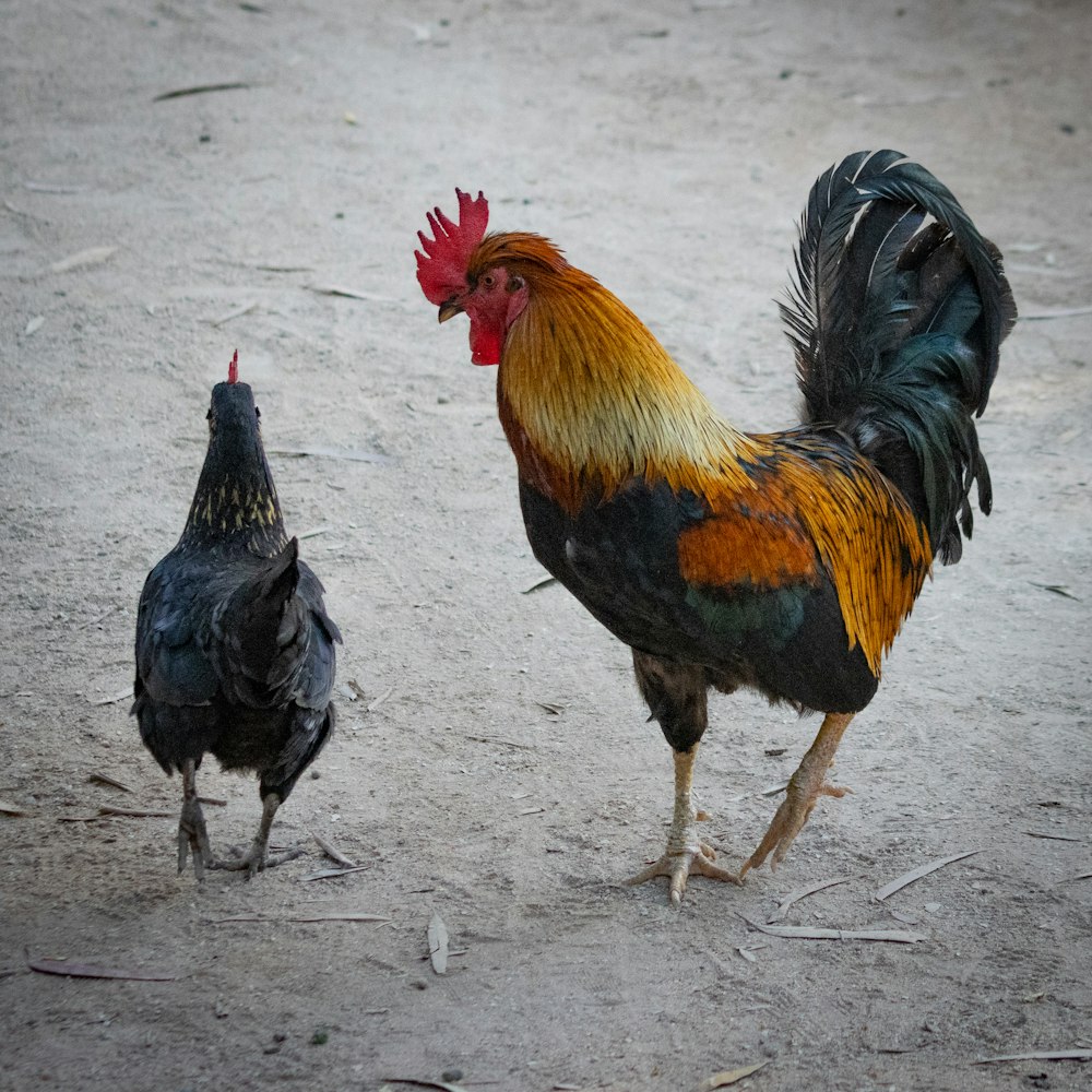 Gallo negro y amarillo sobre piso de concreto gris