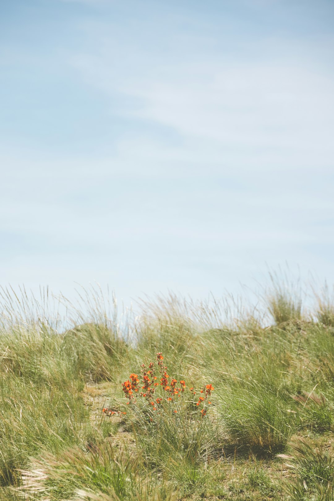 red flowers on green grass field under blue sky during daytime