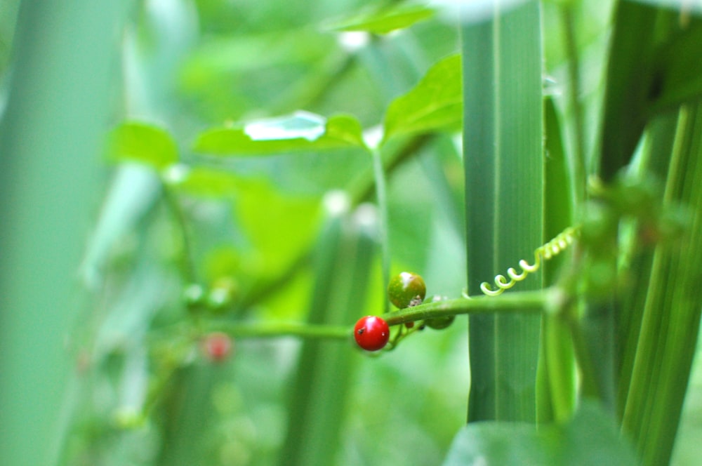red round fruit on green leaf