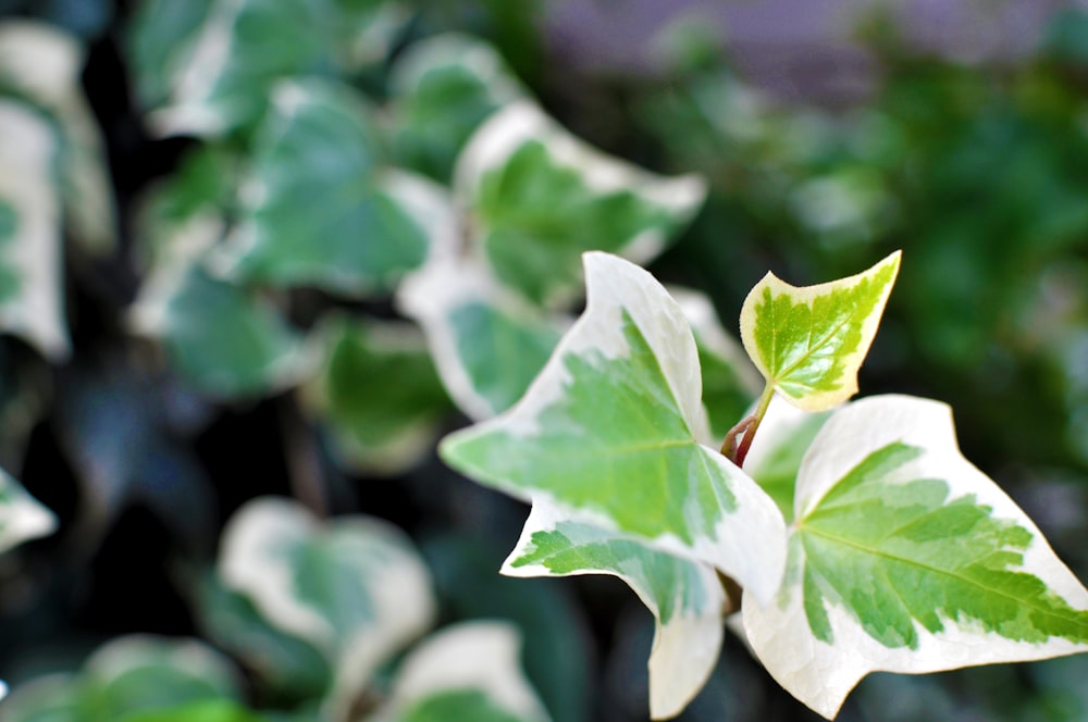 green leaf plant in close up photography