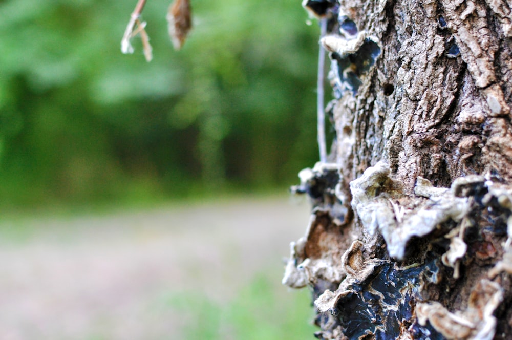 white and brown tree trunk