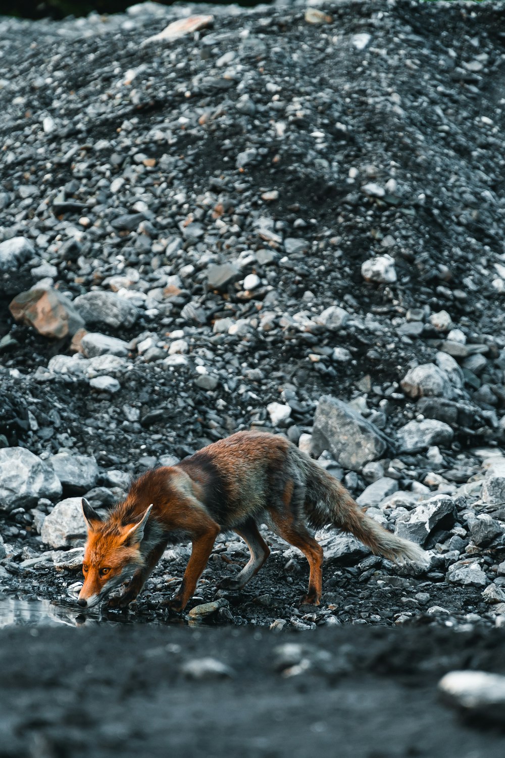 brown fox on rocky ground during daytime