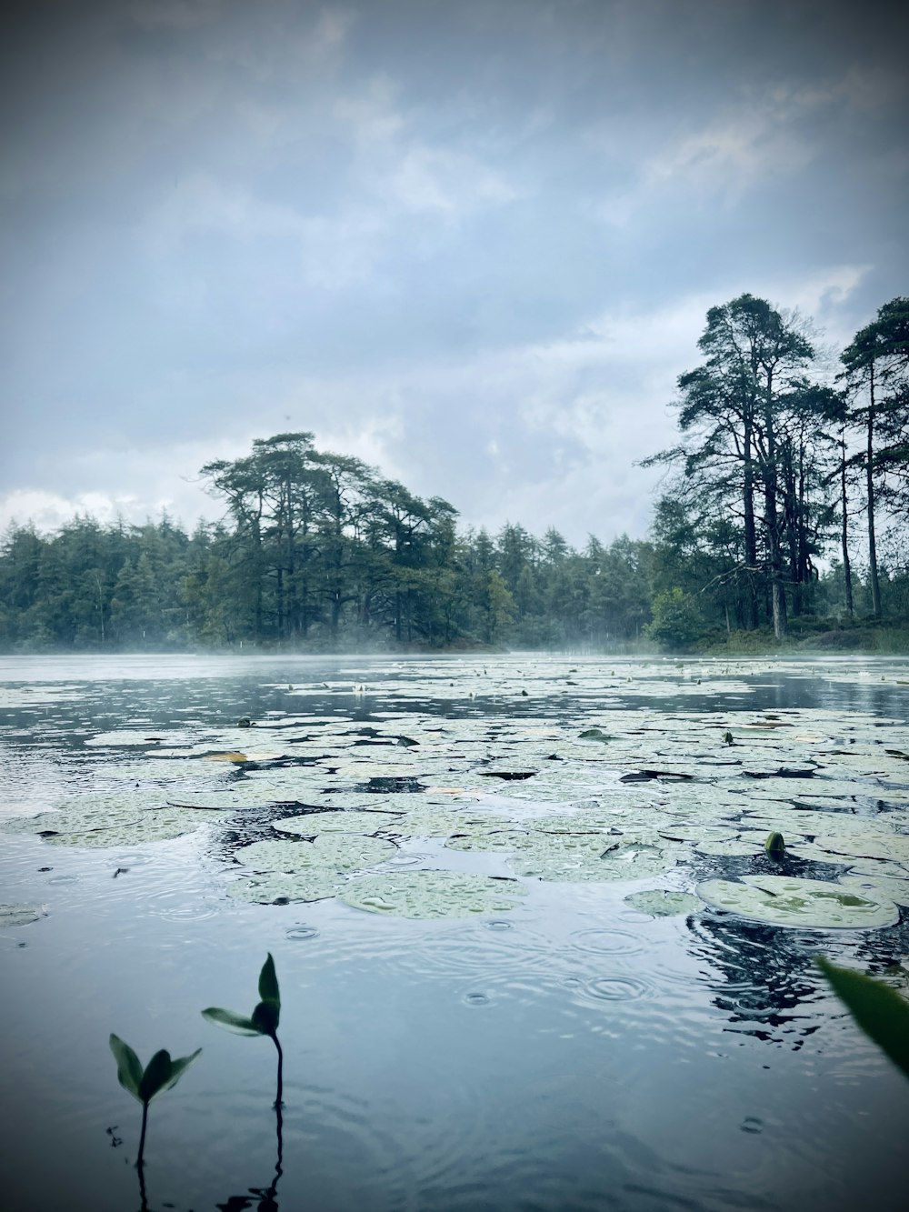 green trees on body of water under white cloudy sky during daytime