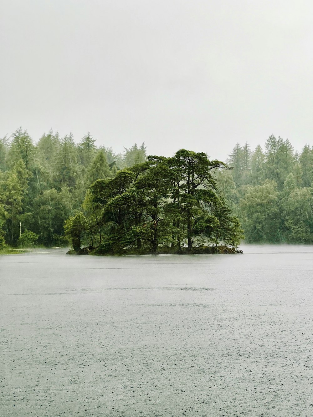 green trees beside body of water during daytime