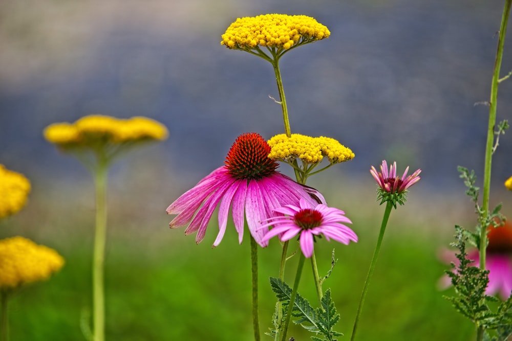 pink and yellow flower in tilt shift lens