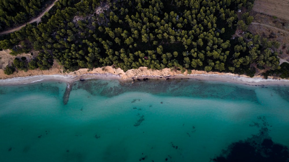 green trees beside body of water during daytime