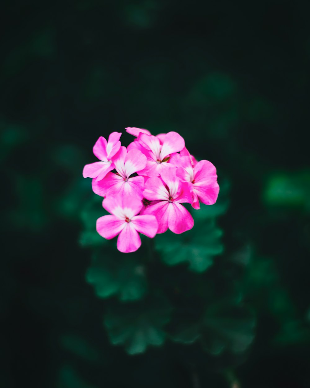 pink flower in tilt shift lens