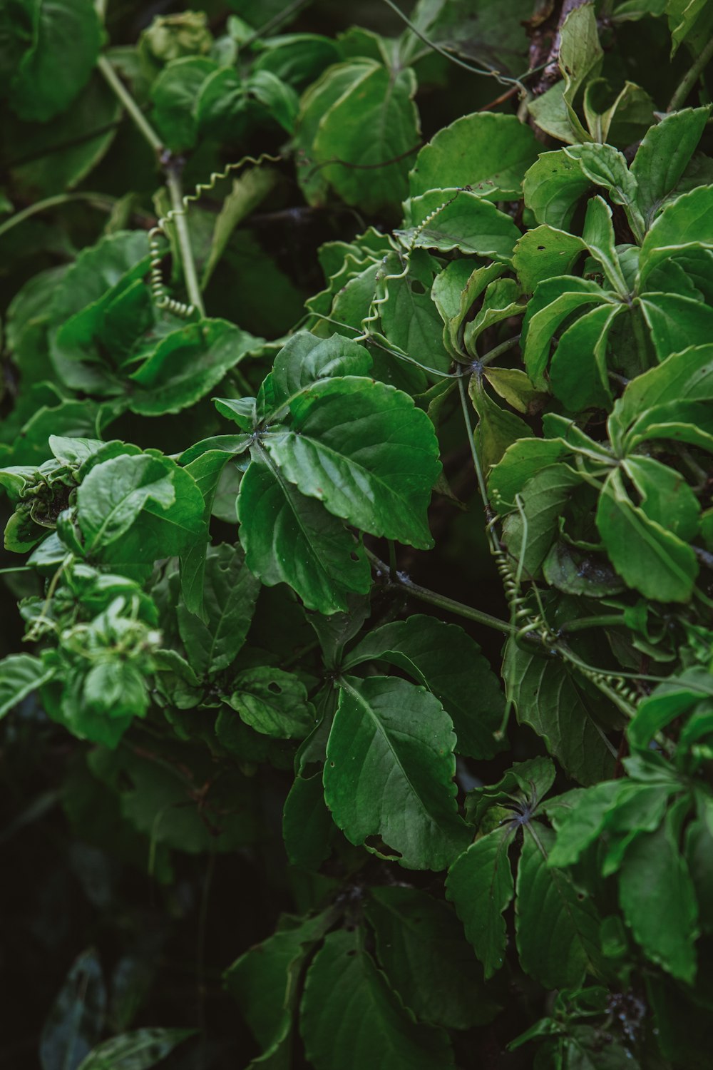 green leaves in close up photography