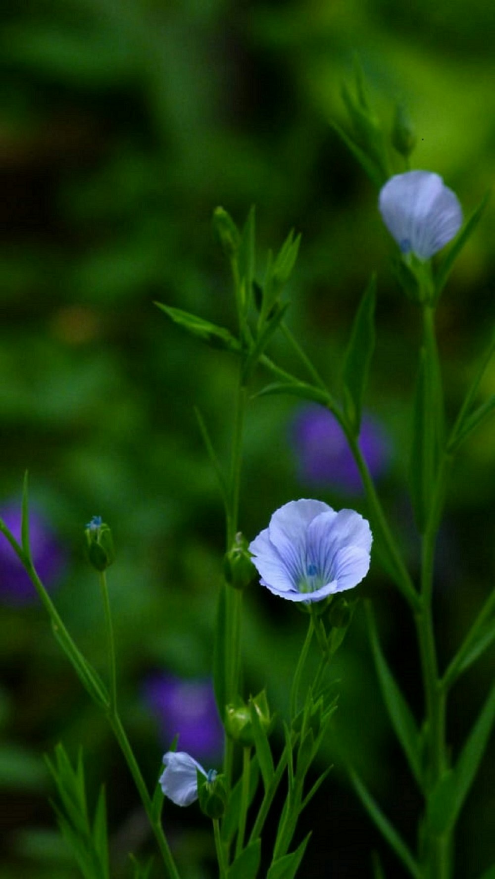 purple flower in tilt shift lens