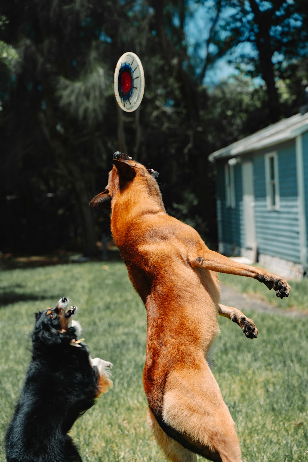 brown short coated dog playing with black and white short coated dog