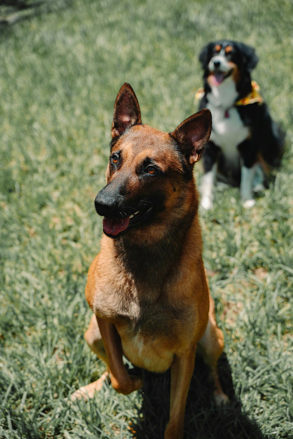 brauner und schwarzer kurzhaariger Hund tagsüber auf grünem Rasen