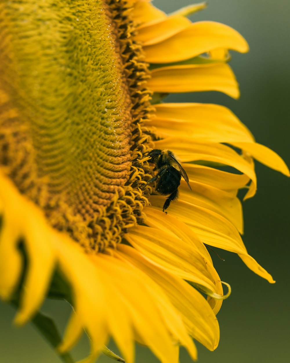 black and yellow bee on yellow sunflower