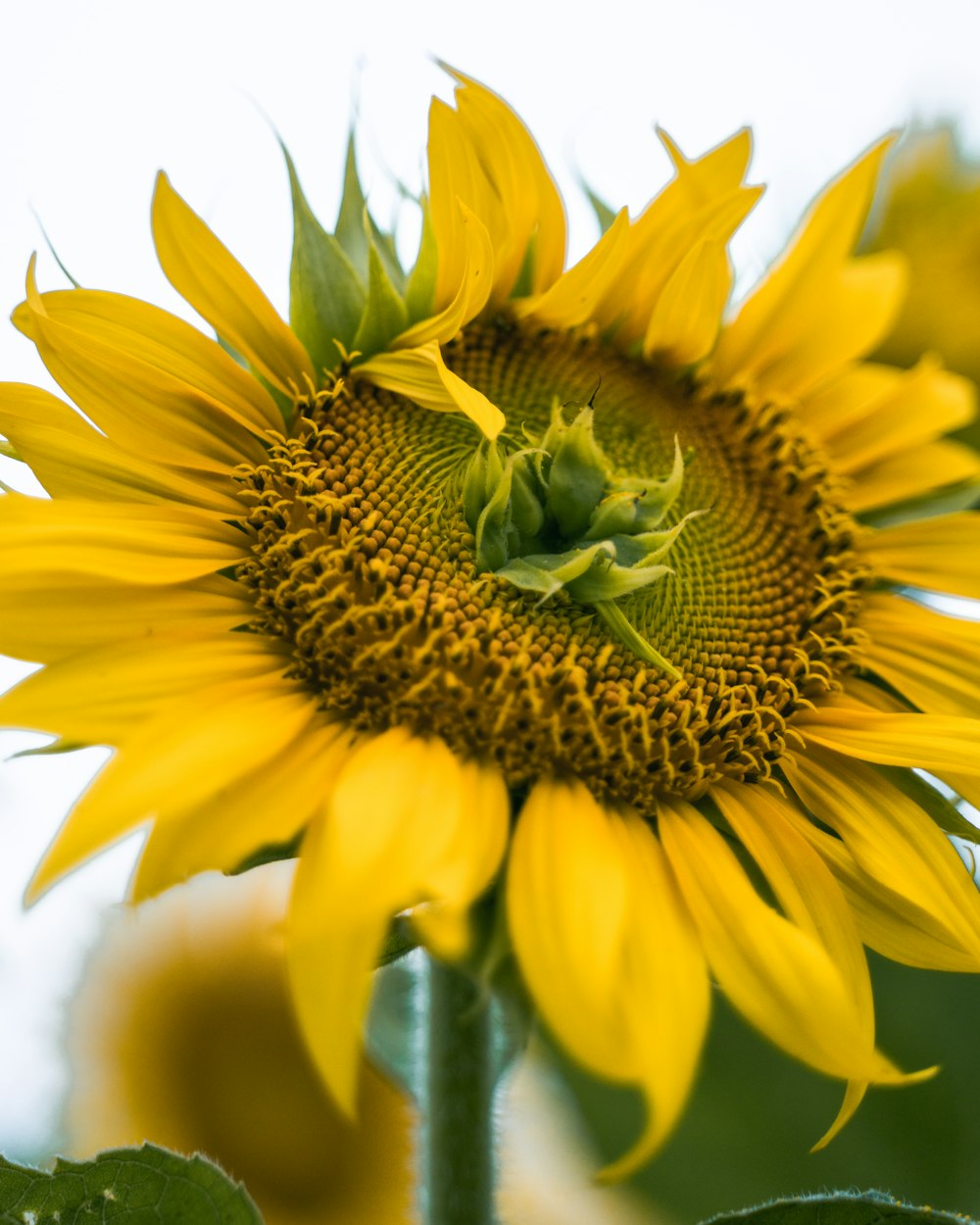 yellow sunflower in close up photography