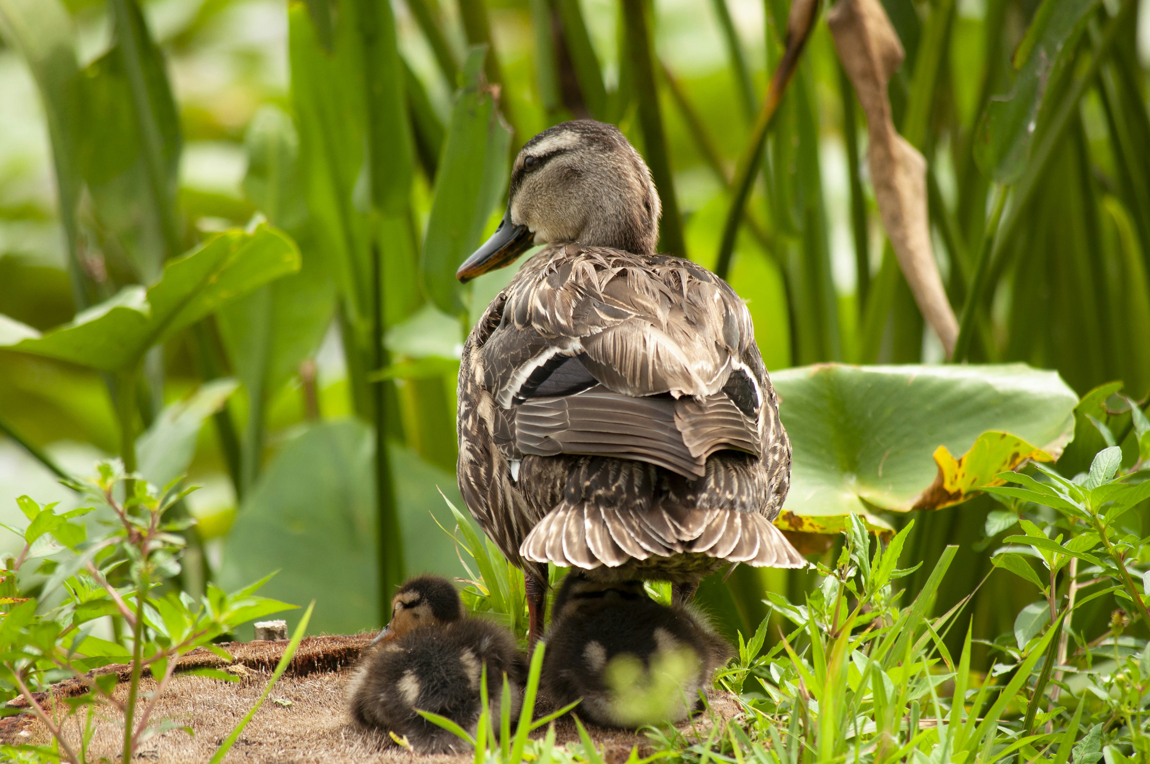 Braunente auf braunem Boden