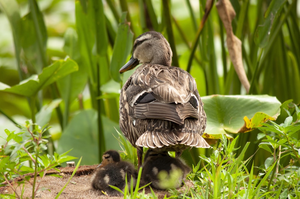 brown duck on brown soil