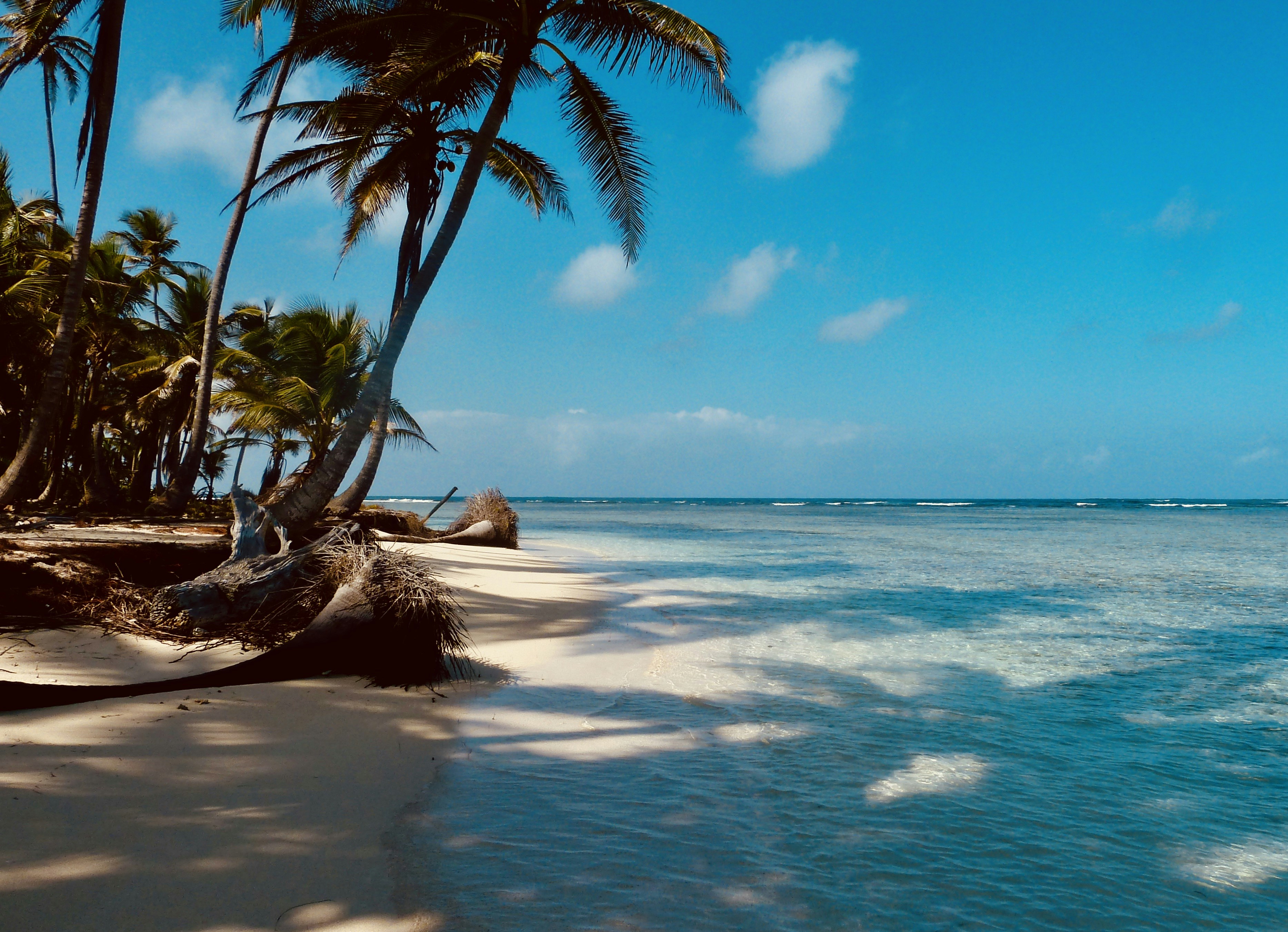 palm tree on beach shore during daytime