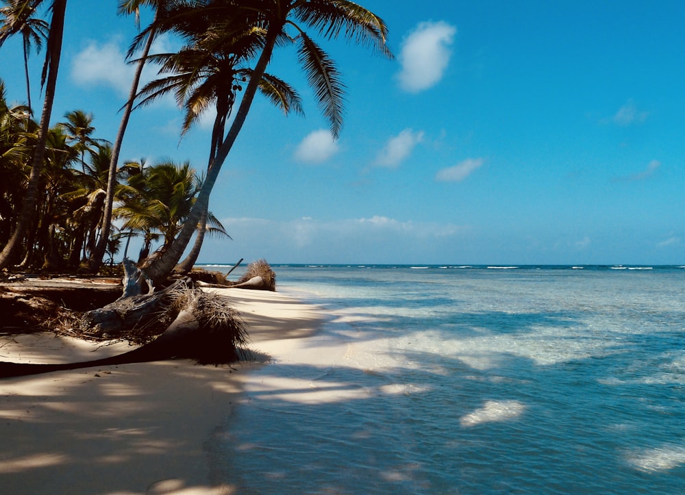 palmier sur le rivage de la plage pendant la journée