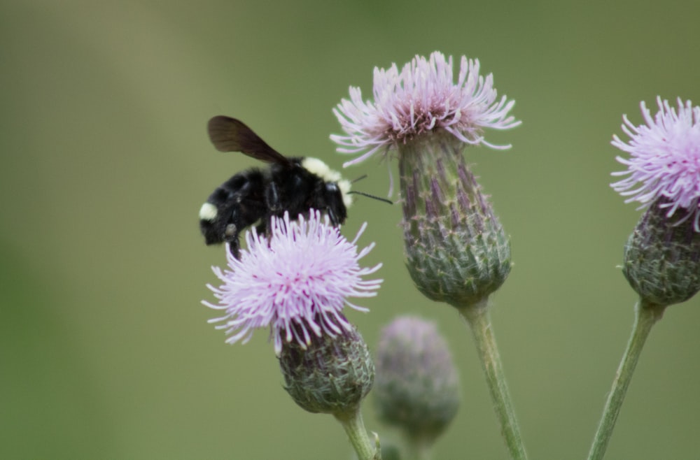 black and yellow bee on pink flower