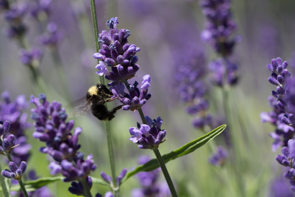 black and yellow bee on purple flower