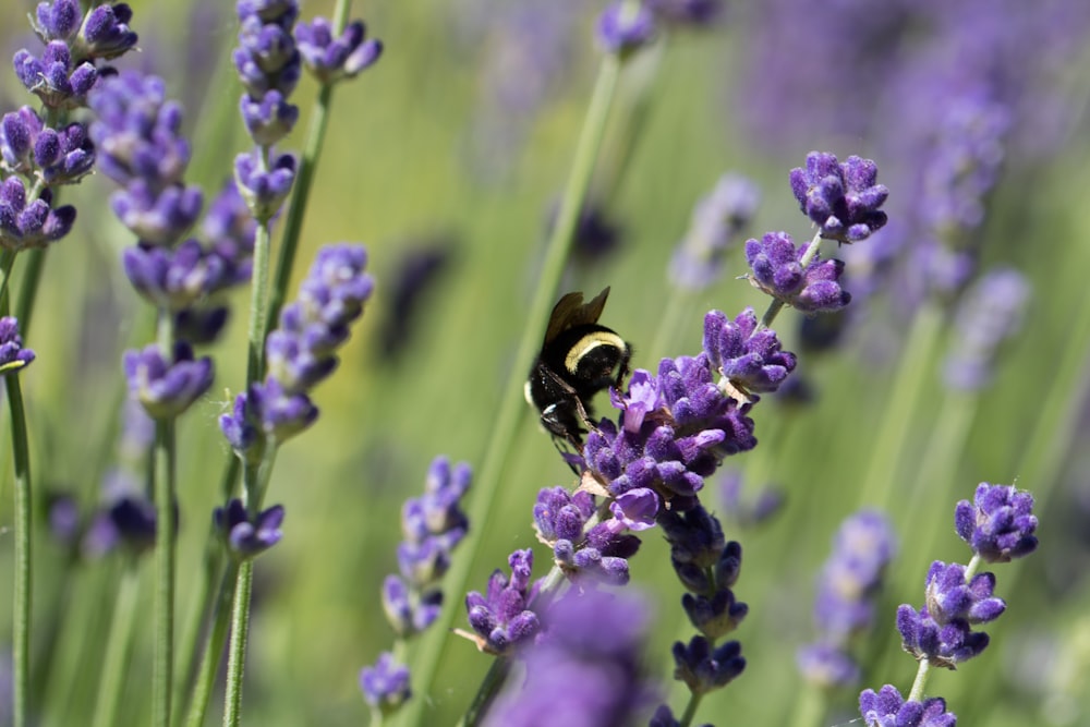 black and yellow bee on purple flower