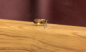 yellow and black bee on brown wooden table