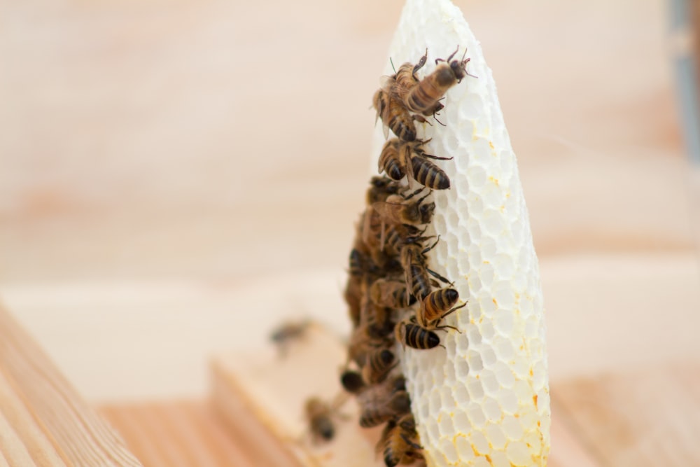 Honeycomb mold photo – Free Hive Image on Unsplash