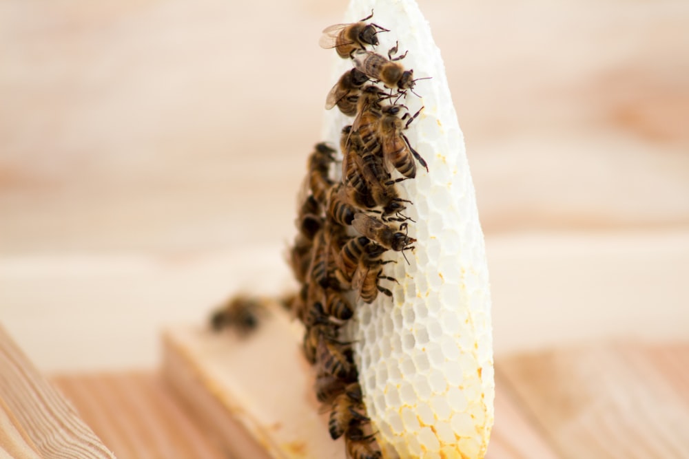 black and brown bee on white surface