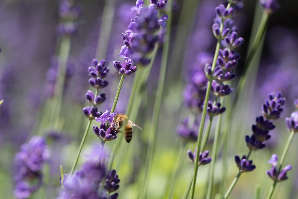 purple flower in tilt shift lens