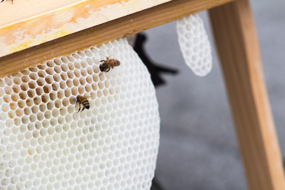 black and brown bee on white textile