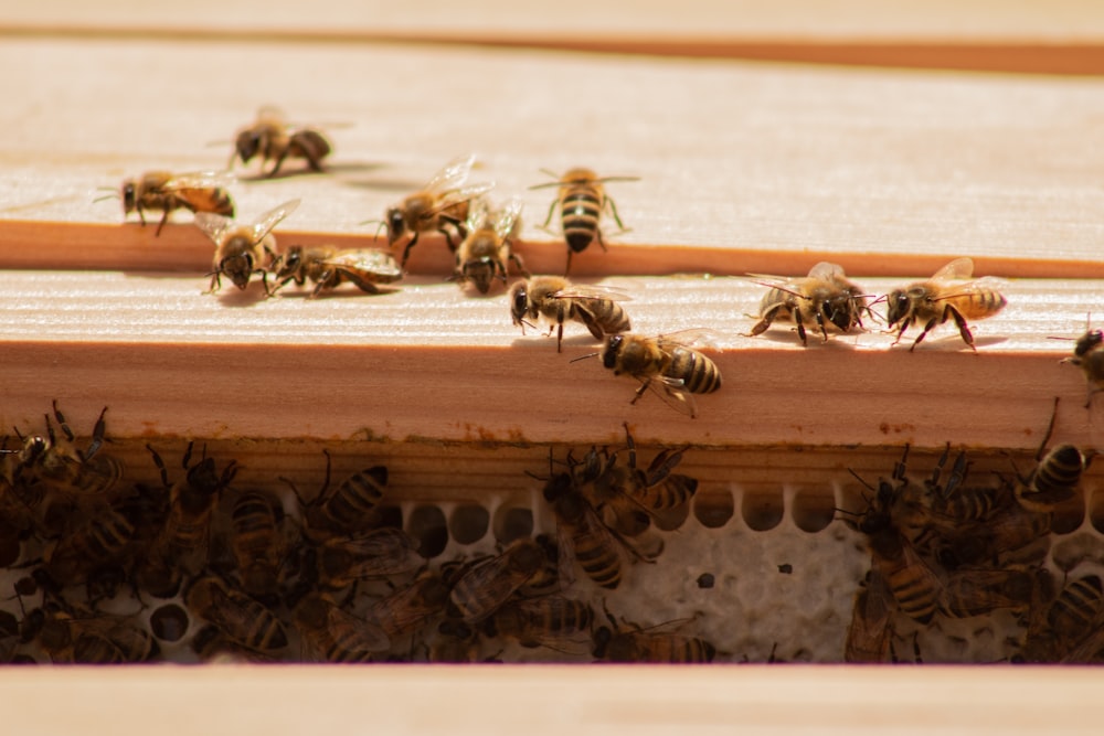 brown and black bees on brown wooden surface