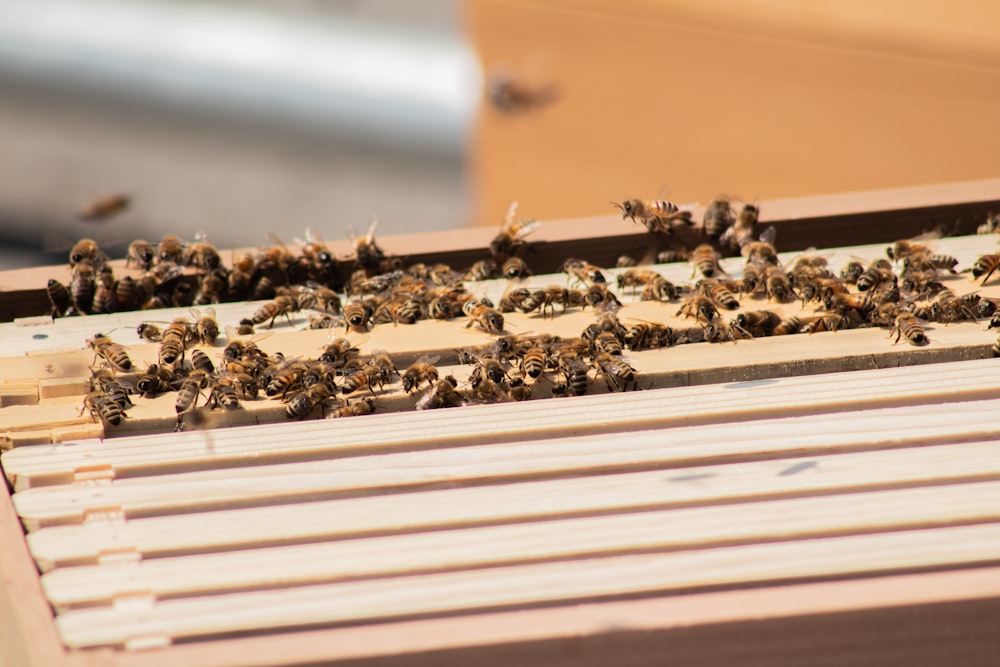 Abeja marrón y negra sobre tabla de madera blanca