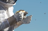A person wearing protective beekeeping gear, including gloves and a veiled hat, is holding a small tray with several bees on it. The clear blue sky serves as the background, and a few bees are seen flying around.