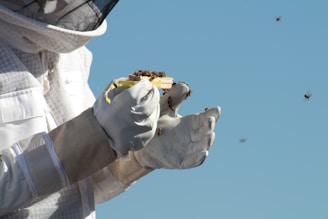 A person wearing protective beekeeping gear, including gloves and a veiled hat, is holding a small tray with several bees on it. The clear blue sky serves as the background, and a few bees are seen flying around.